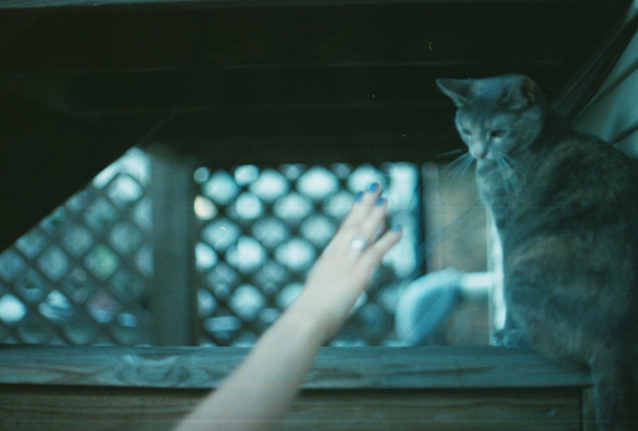 A medium shot of a porch with a cat named Darcy perched on a wooden railing, looking curiously at a hand reaching up toward her. The hand is out of focus and appears to have blue nail polish. The background features a lattice fence with soft lighting creating a bokeh effect, suggesting an early evening setting captured on 35mm film.