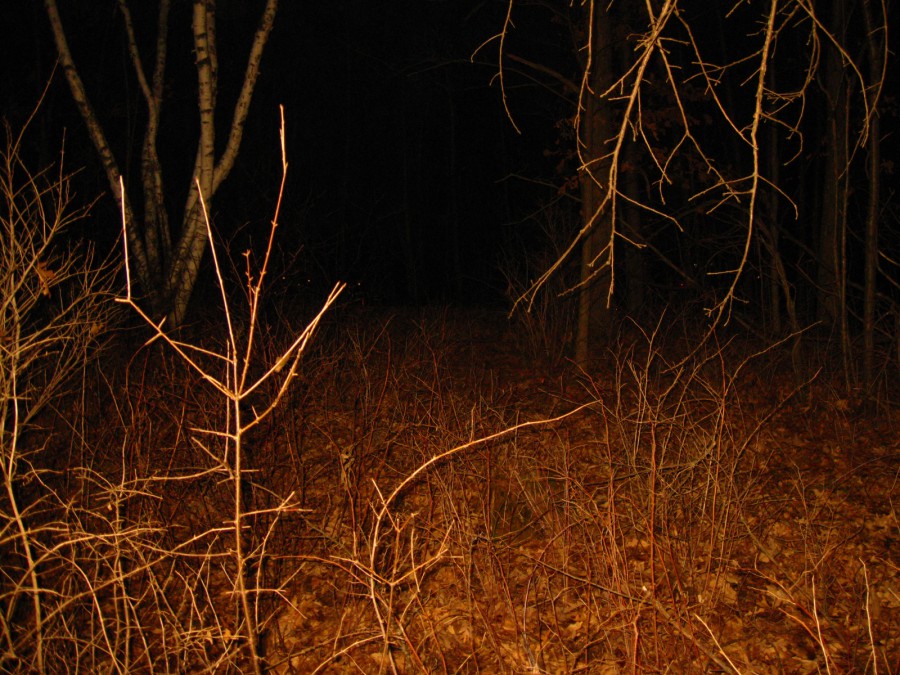 A nighttime photograph of a forest floor covered in dried leaves and underbrush, illuminated by the warm amber light of my camera flash. Bare tree trunks rise in the distance, while branches on the ground form intricate patterns as they cross. Digital photograph taken on a Canon PowerShot A1000 IS in northeast Eau Claire, WI, in the Spring of 2011.