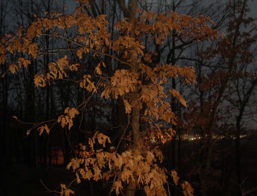 A night (or late dusk) photo of an oak tree with dried leaves still clinging to its branches, illuminated by flash photography, looking strikingly orange against the deep blues and blacks of the sky and forest and distant city lights behind. Digital photograph taken on a Canon PowerShot A1000 IS in northeast Eau Claire, WI, in the Spring of 2011.