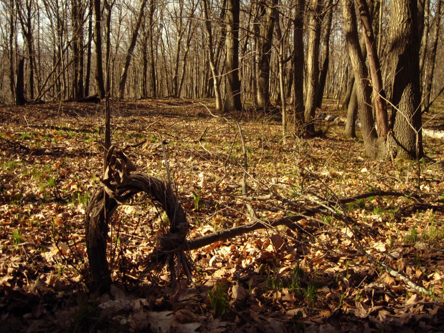 A daytime picture of a forest, mostly of the forest floor, covered with leaves, with bare tree trucks of various widths in the distance. In the foreground, one peculiar thin tree has twisted around and then back toward the ground, then fallen over, creating a strange and almost unnatural shape. Digital photograph taken on a Canon PowerShot A1000 IS in northeast Eau Claire, WI, in the Spring of 2011.
