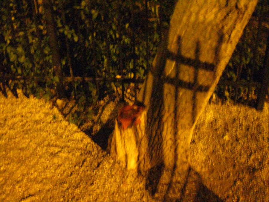 A blurry nighttime photograph of a tree trunk and its surroundings, with the base of the tree appearing to have a strange, red liquid on it, reminiscent of blood. The tree is next to a black wrought iron fence, and the ground is covered in pebbles, illuminated by warm yellow lighting from nearby streetlights. The graininess of the image and its slightly out-of-focus quality add an eerie atmosphere.