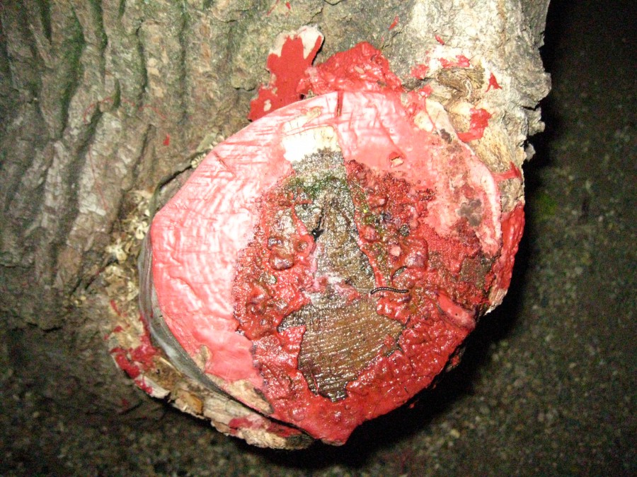 A close-up photograph of the same tree trunk base, now illuminated with a bright flash. The mysterious red substance appears thick, glossy, and textured, possibly paint, but it remains unsettling. Details such as what looks like a nail, worm, or other small object are visible embedded in the liquid. The bark of the tree is rough, and the liquid's wet sheen adds to the creepy ambiance.