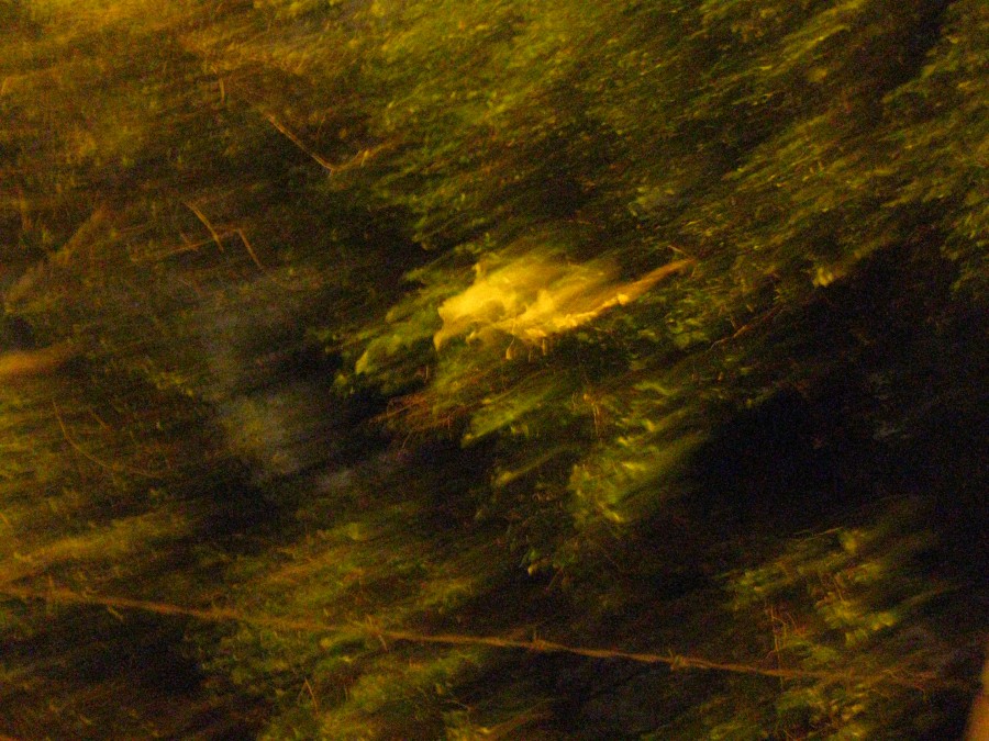 A blurry, yellow-toned photo showing an object that appears white and phantom or ghost-like among the branches of a tree. The barbed wire fence line runs horizontally near the bottom of the image, enhancing the photo's threatening quality.