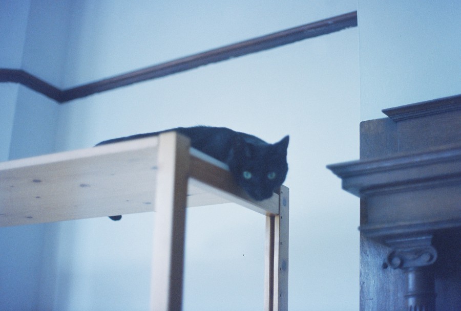 Callie, a sleek black cat with shiny fur, lies sprawled atop a natural wood shelf. Her bright green eyes gaze intently at the camera, exuding curiosity and feline elegance. The background highlights the house’s classic interior details, including dark wood molding and light-colored walls. The shelf’s smooth, pale wood contrasts beautifully with Callie’s dark coat.