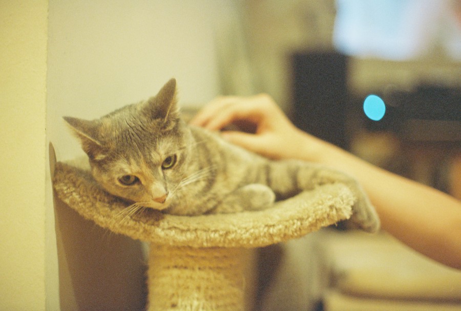 A soft-focus film photo of Darcy, a light gray tabby cat with subtle stripes, lying curled up on a beige carpeted cat perch mounted to a post. She’s facing slightly down and to the left, with wide, relaxed eyes and her ears perked gently. A hand—Amanda’s—reaches in from the side, resting affectionately on Darcy’s back mid-pet. The background is dim and warmly lit, with golden tones from the film adding to the cozy, domestic atmosphere. Darcy's fur catches the light softly, and the image feels intimate and quiet, a little moment of peace amid the evening gathering.