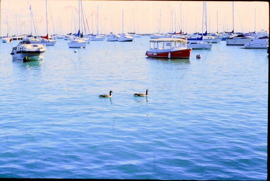 Two ducks swim gracefully across the smooth, light blue waters of Lake Michigan, surrounded by numerous white and red boats anchored in a serene harbor. A distinct red boat with a covered cabin stands out near the center of the frame. The bright sunlight reflects off the water, creating a peaceful and idyllic scene, captured with a soft grain characteristic of 35mm slide film.