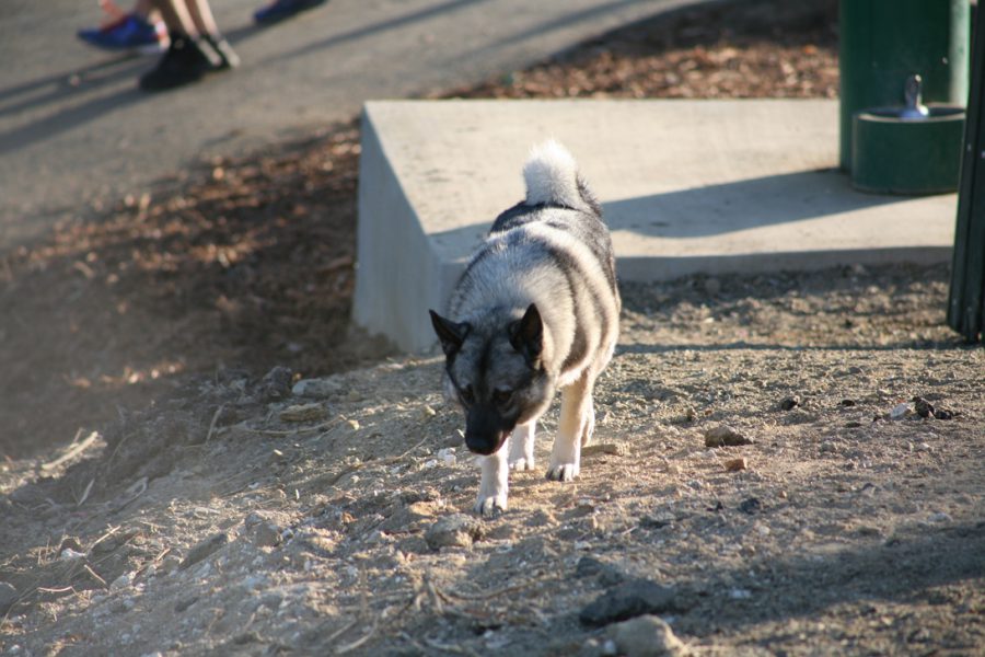 A dog walks along the dusty trail of Runyon Canyon, surrounded by loose dirt, scattered rocks, and patches of dried vegetation. The dog has a sturdy build, with light gray fur on its body and darker accents on its face and ears, creating a wolf-like appearance. Its tail is fluffy as it moves confidently on the uneven terrain. Behind the dog, part of the trail infrastructure is visible, including a concrete platform and a green trash bin.