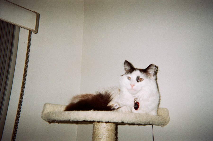 Sophie lounges atop her beige cat tree, her fluffy white coat accented by her dark brown tail draped over the edge. Her piercing eyes and a heart-shaped tag on her collar stand out against the plain white wall behind her.