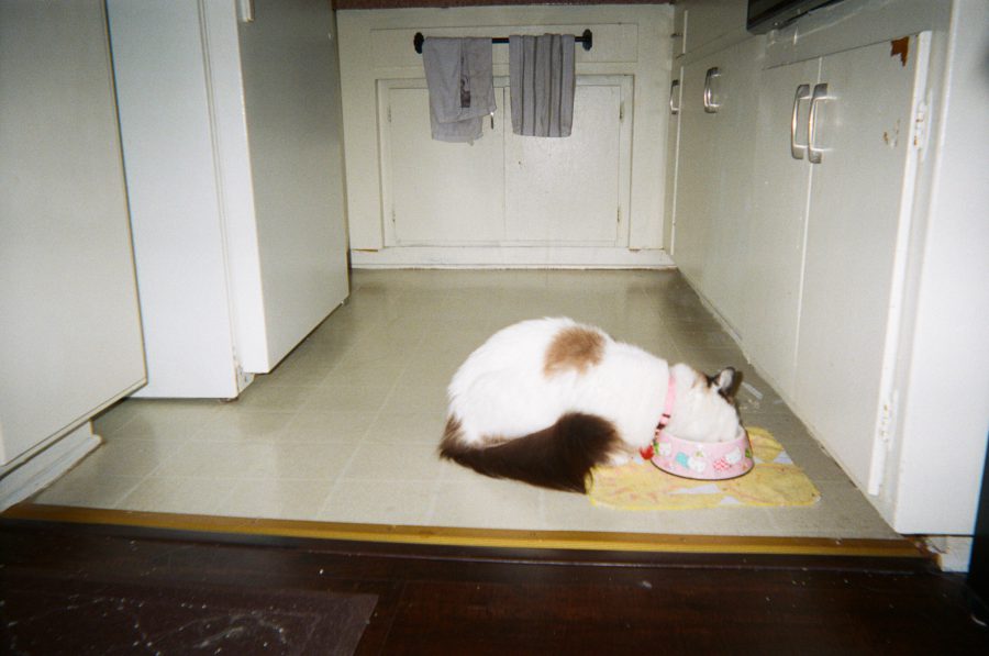 A close-up of Sophie, my white and black cat, sitting gracefully in my kitchen. She delicately eats from her pink and white food bowl placed on a cheerful yellow mat, framed by the vintage cabinetry and tiled floor of my cozy kitchen.