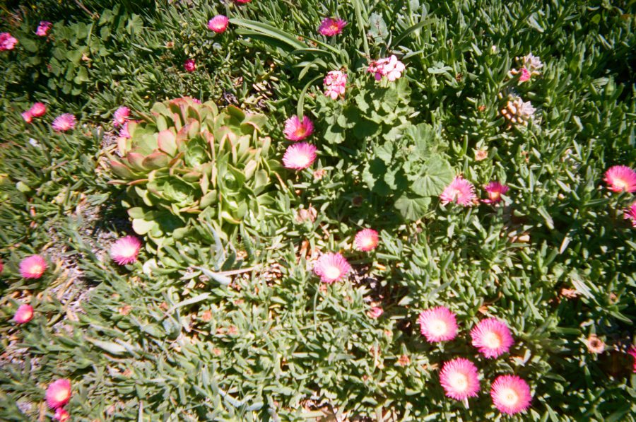 A cluster of succulents and bright pink flowers covers the ground, with vibrant greenery spreading across the frame. The pink blooms stand out against the lush foliage, creating a vivid, colorful contrast. Disposable camera, Los Angeles.