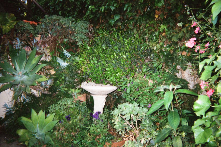 A white stone birdbath surrounded by dense green plants and ivy. The foliage includes succulents and various leafy shrubs, creating a serene and secluded garden scene. Bright flash in the dark.