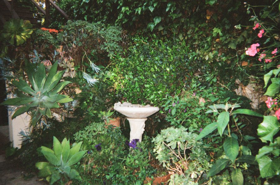 The same white stone birdbath is now more centered in the frame, surrounded by slightly different lighting and angles of green leaves, flowering vines, and succulents. The lighting accentuates the textures of the plants and the stone.