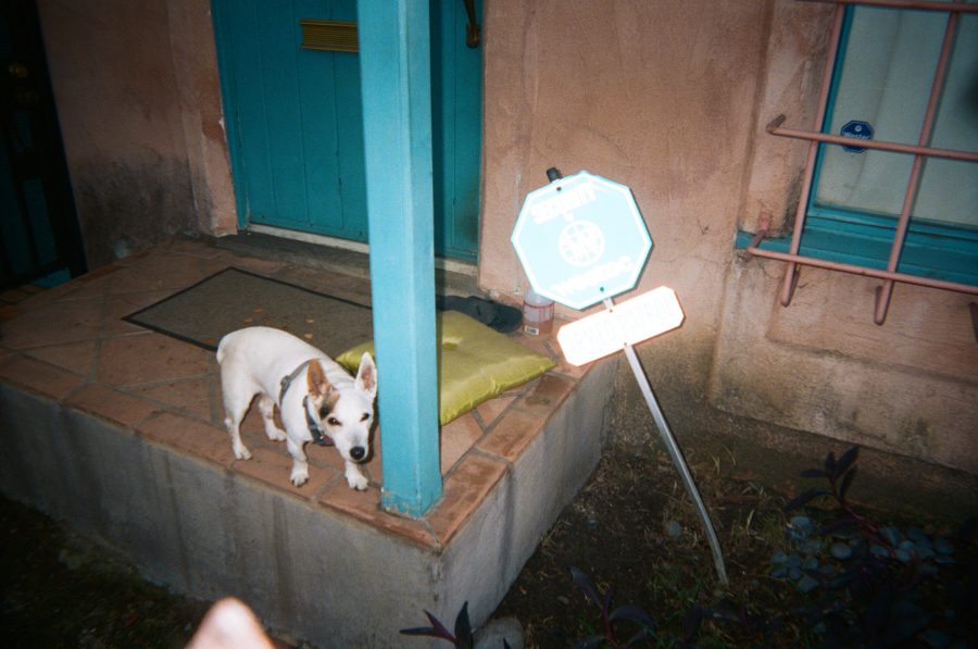 A small white dog stands on a terracotta porch next to a light blue door, with a tilted security sign reading "Armed Patrol" planted in the ground nearby. The surrounding area includes some sparse greenery and a simple clay-tiled entrance. Is the dog the armed patrol??