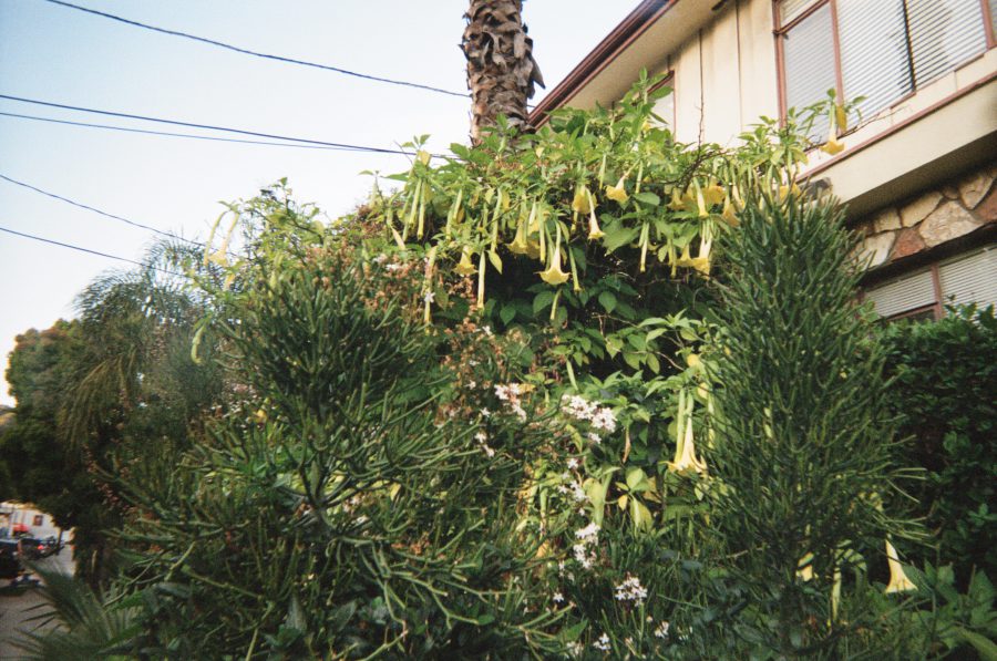 A cluster of yellow trumpet-shaped flowers, likely angel’s trumpets, grows alongside a mix of dense greenery, including spiky evergreen shrubs. A tall palm tree rises into the sky in the background, adding a tropical feel.