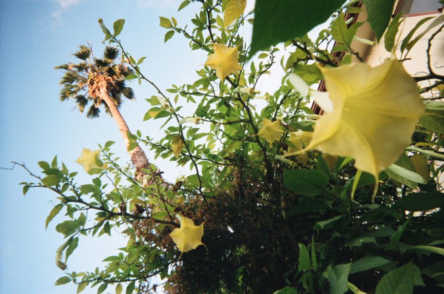 A dynamically framed, slanted, close-up view of yellow angel’s trumpet flowers, with their delicate petals hanging downward. A tall palm tree stretches upward in the background, set against a clear blue sky, completing the sunny and vibrant scene. Los Angeles, flowers, 2017, disposable camera.