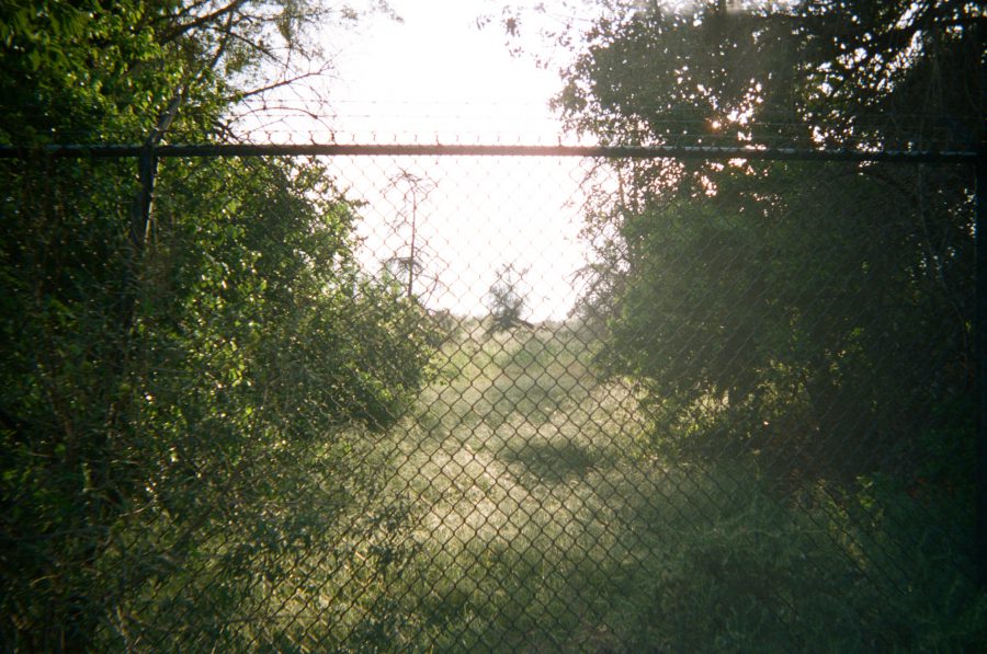A heavily wooded area viewed through a tall metal fence, capturing dense green plants and foliage illuminated by soft sunlight filtering through the trees. The ground is lush with grass, and the scene extends into a secluded space in the distance.