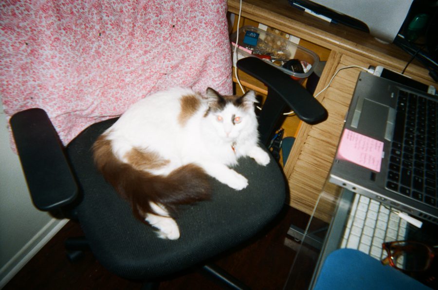 My fluffy white and brown cat Sophia sprawled out on my black office chair, set in front of my desk that holds a laptop, a keyboard, and a wooden cupboard filled with office supplies. A pink floral-patterned chair cover adds a bright pop of color to the space.