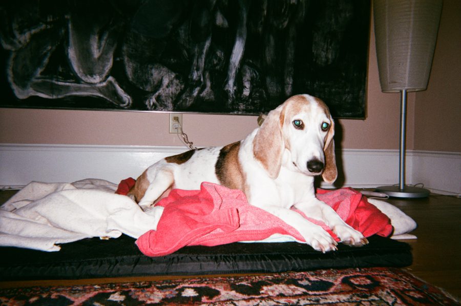 A beagle dog rests on a red blanket atop a dog bed in a cozy room in my AirBNB. His name is Rumpole. Behind the dog, a large black-and-white painting dominates the wall, while a floor lamp and patterned rug complete the scene. Rumpole is so cute.