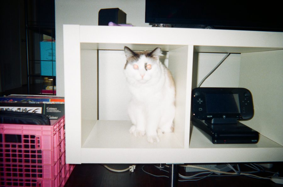 A white and brown long-haired cat, Sophia, sitting inside a white cubby of a TV stand. To the right is a Nintendo Wii U, and to the left, a pink plastic milk crate holds records. On top of the stand is a pink and purple cat hairbrush. Behind the stand is a glimpse of a bookshelf. The dark brown hardwood floor is visible at the bottom.