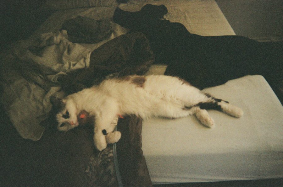 Sophia, our white and brown cat, sprawled on a bed covered with a mix of beige and dark brown bedding. She holds a small toy mouse in her front paws, which we affectionately nicknamed her "smellyfriend." The dim lighting gives the scene a cozy atmosphere.