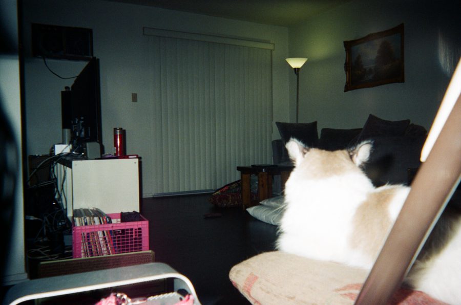 Sophia sitting on a cushion atop a folding chair in our West Hollywood living room. She gazes toward the dimly lit room featuring a gray couch, a standing lamp, vertical blinds covering a sliding door, and a pink crate holding records near the TV stand. A red candle and other electronics are visible on the stand, while a framed picture hangs on the wall.