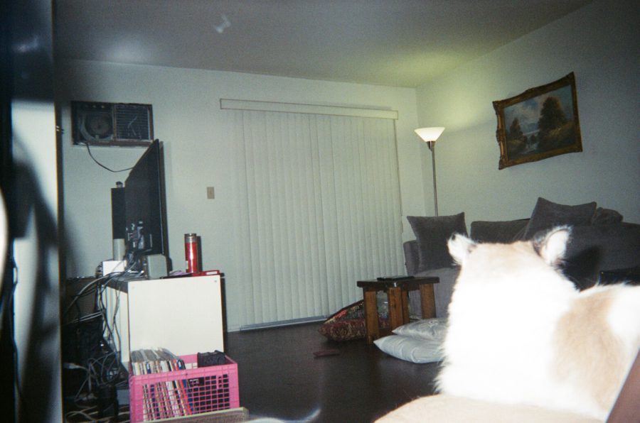 A similar view of Sophia in the living room, but this time with the flash. Harsh shadows outline the furniture, and the bright flash highlights the details of the gray couch, standing lamp, pink crate, and vertical blinds. Sophia's fur catches the light, adding contrast to the scene.