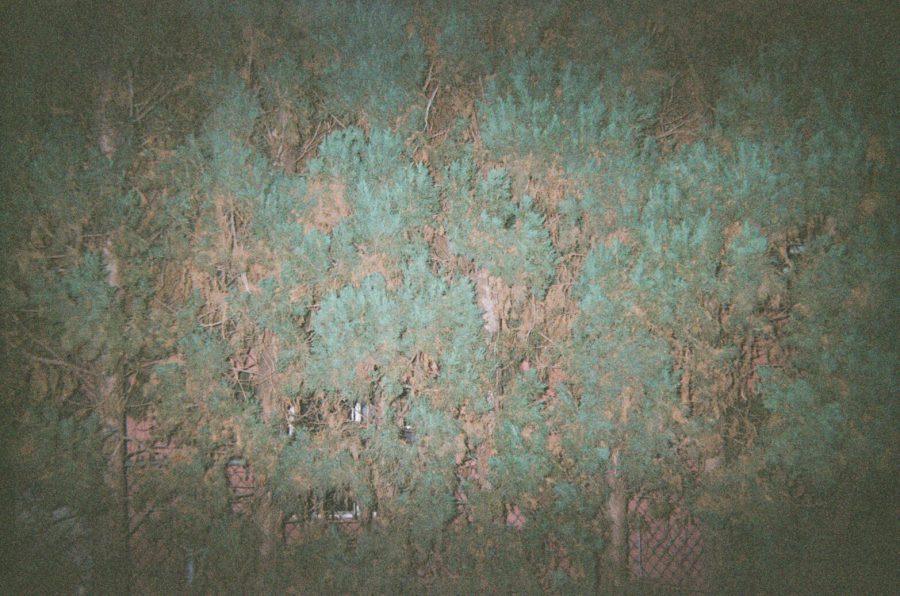 The flash illuminates a dense cluster of trees at night, with muted greens, tans, and reddish-orange tones dominating the composition. A wire fence is faintly visible behind the foliage, creating a vignetted effect where the colors bleed softly into the surrounding darkness. The washed-out hues give the photo a surreal, textured quality.