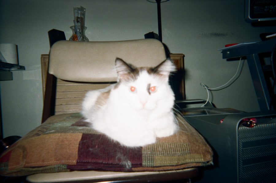 Sophia, a white and brown long-haired cat, is perched on a cushioned folding chair. The cushion features a patchwork design in earthy tones of brown, red, and green, slightly frayed with visible tufts of cat hair. To the side sits a Mac Pro computer tower with its signature metallic sheen. Behind her, a wooden piece of furniture holds a glass vase with incense sticks. A white cord trails from the desk, all in our WeHo apartment.