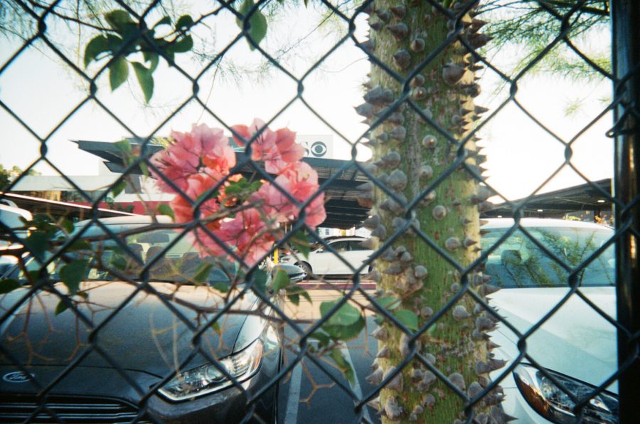Beyond a chain-link fence, a striking thorn-covered tree trunk is visible. The vibrant pink flowers of a bougainvillea vine punctuate the scene, partially obscuring the parking lot behind. Parked cars and the roof of the CBS parking lot structure are faintly visible, with a sense of layered texture created by the mix of natural and urban elements.