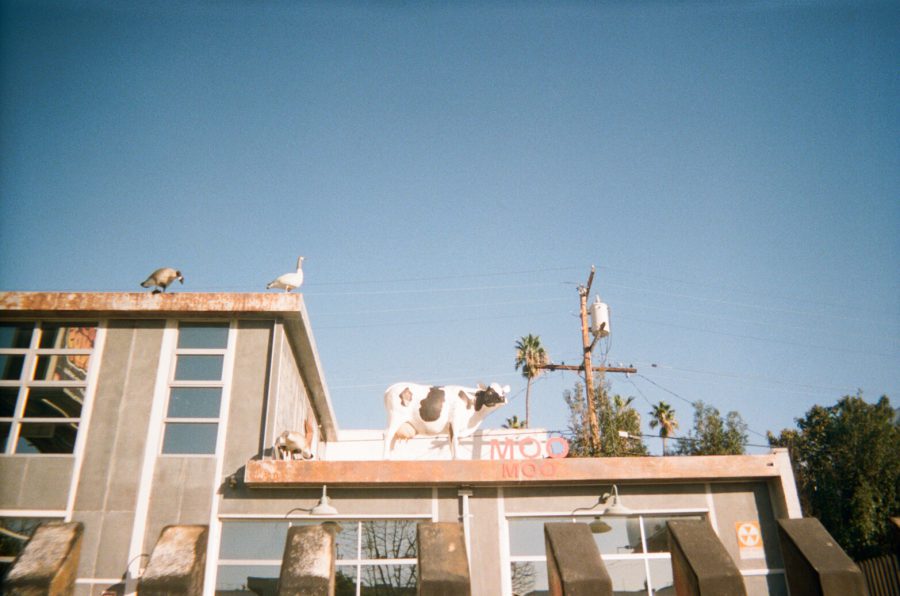 A quirky building in West Hollywood with a playful rooftop display featuring life-size statues of a cow and geese. The facade is a mix of gray and beige tones, with large rectangular windows. Overhead, a clear blue sky and palm trees in the background contribute to the sunny Southern California atmosphere. The cow statue stands prominently over the entrance, marked with the words "MOO MOO."