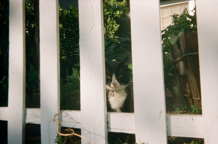 A white picket fence with a black-and-white tuxedo cat peering through the slats. The cat’s head is slightly tilted, and its green eyes are striking against the shadows. Behind the fence, there’s a small garden with lush greenery and a wooden planter. Sunlight filters through the leaves, creating a mix of light and shadow on the fence.