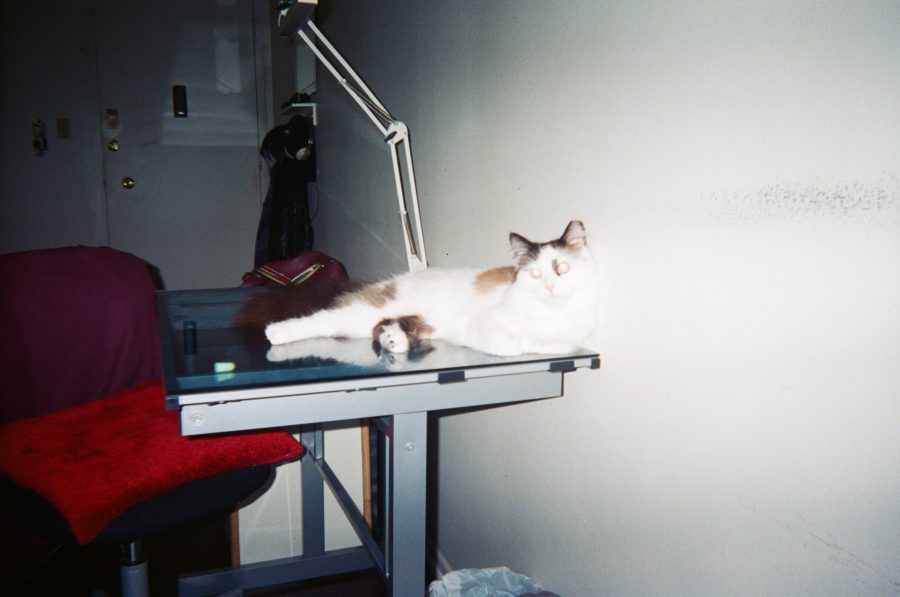 Sophia, a white and brown long-haired cat, sprawled comfortably across a glass-top desk. The desk includes a red pillow on the chair below, and the scene is set in our WeHo apartment. Sophia’s fur catches the light, with her alert eyes reflecting the camera flash. A white wall and desk lamp complete the minimalistic scene.