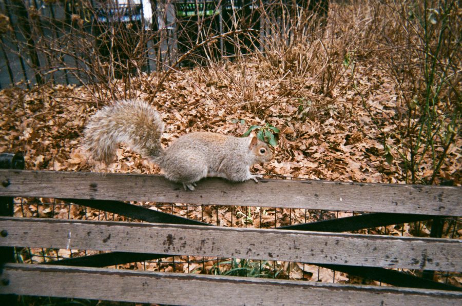 A plump gray squirrel perched on the backrest of a wooden park bench in Central Park. The bench is weathered, surrounded by dry brown leaves and sparse winter shrubs. The squirrel’s bushy tail is curled, its small paws clutching the edge as it surveys the surroundings.