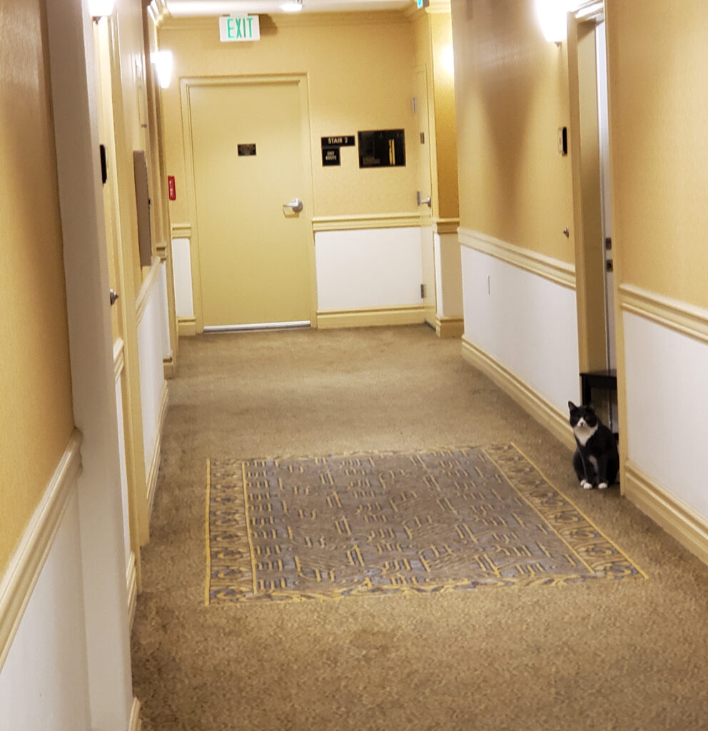 cat in the hallway!!!