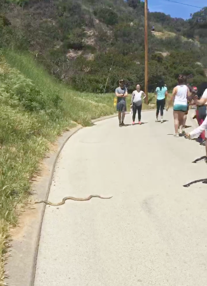 why did the snake cross the road