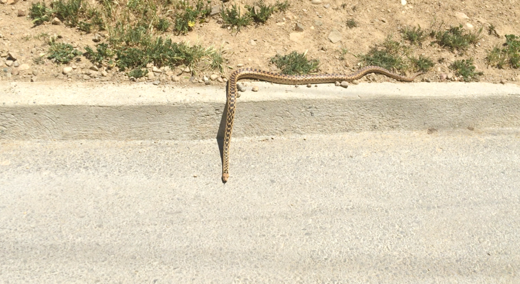 arizona elegans occidentalis runyon