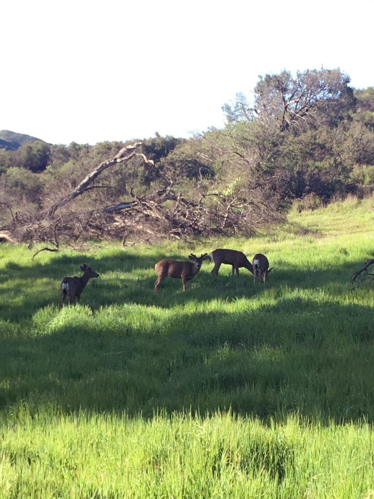 king gillette ranch hike deer