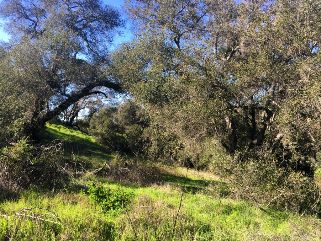 king gillette ranch hillside