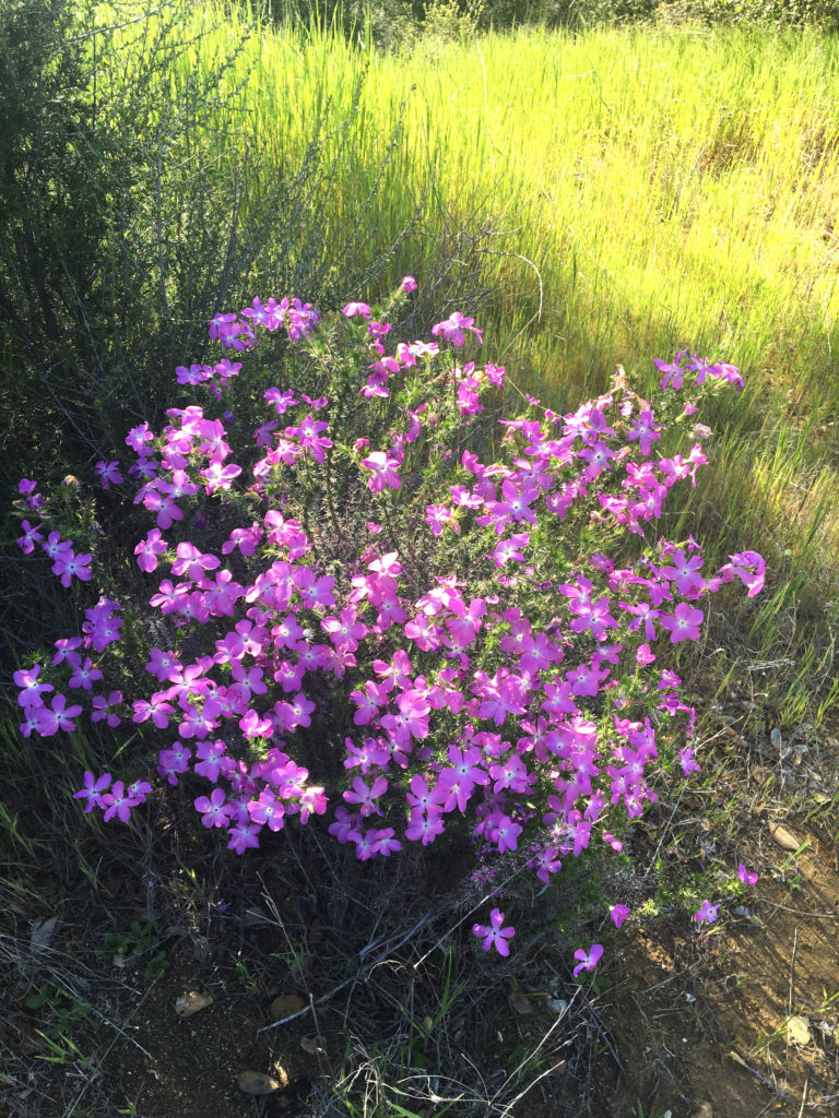 purple pink flowers