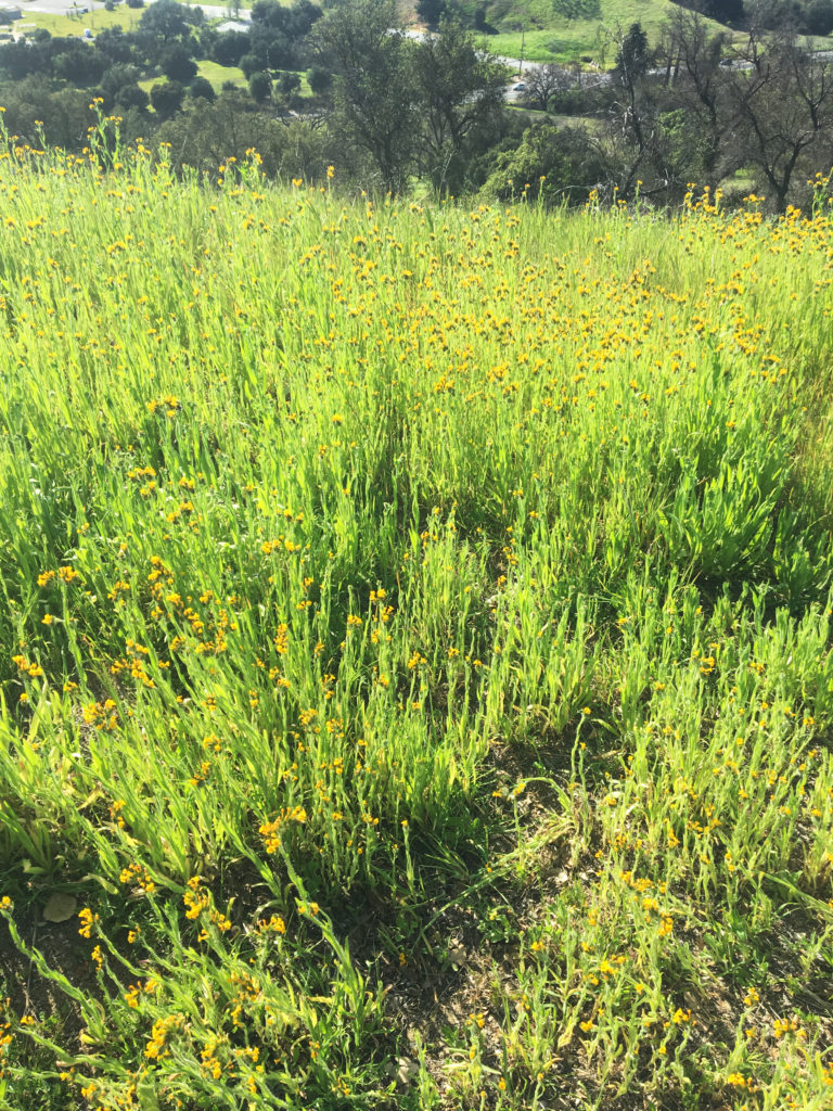 yellow flowers on king gillette ranch