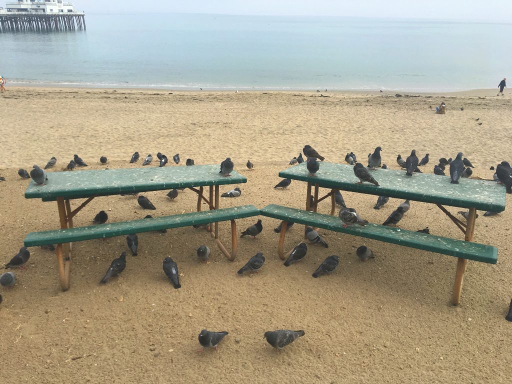 malibu pigeons taking up the beach benches