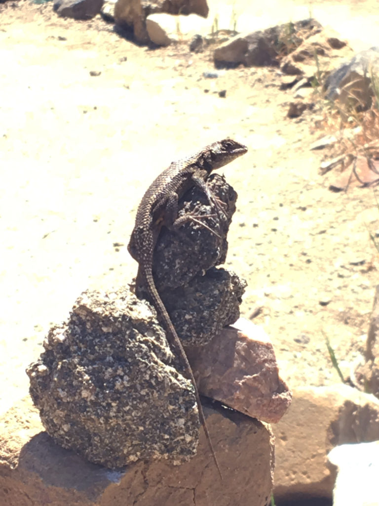 runyon western fence lizard