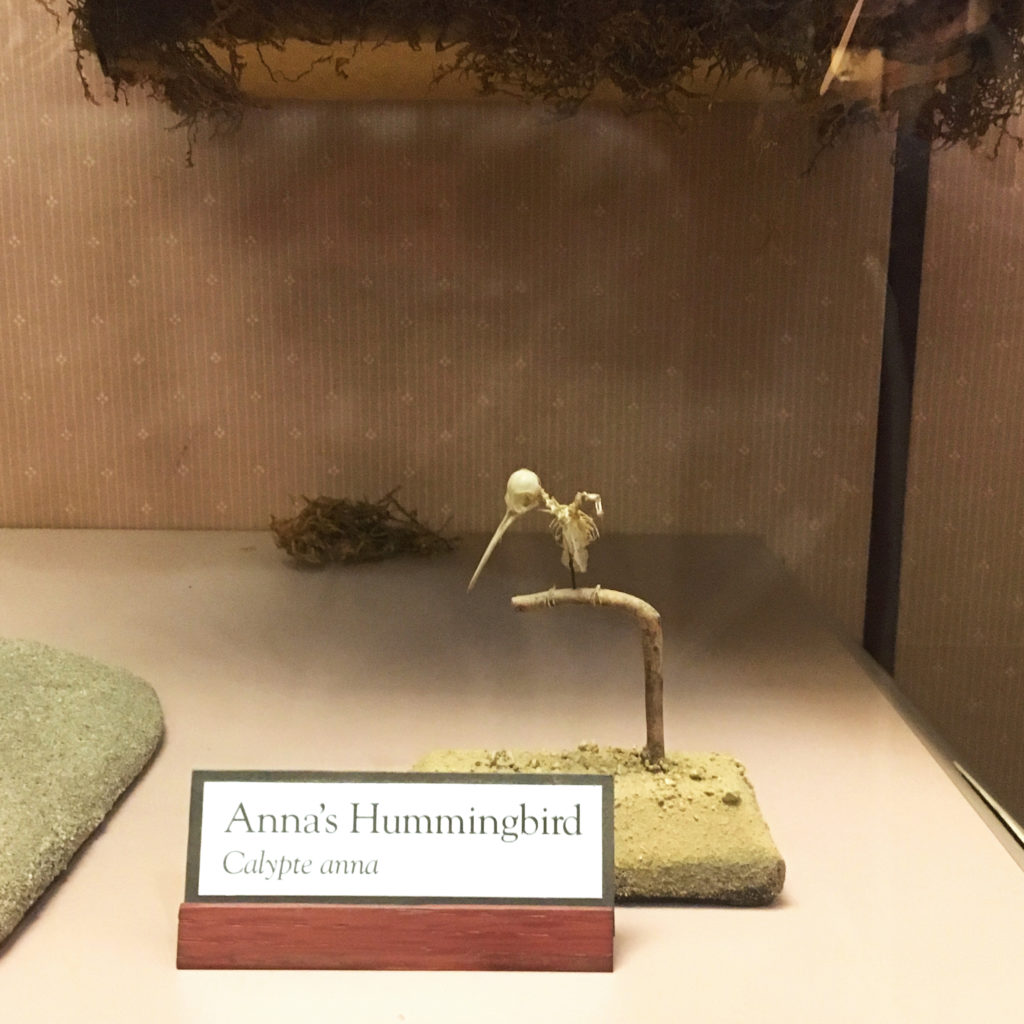 annas hummingbird skeleton display