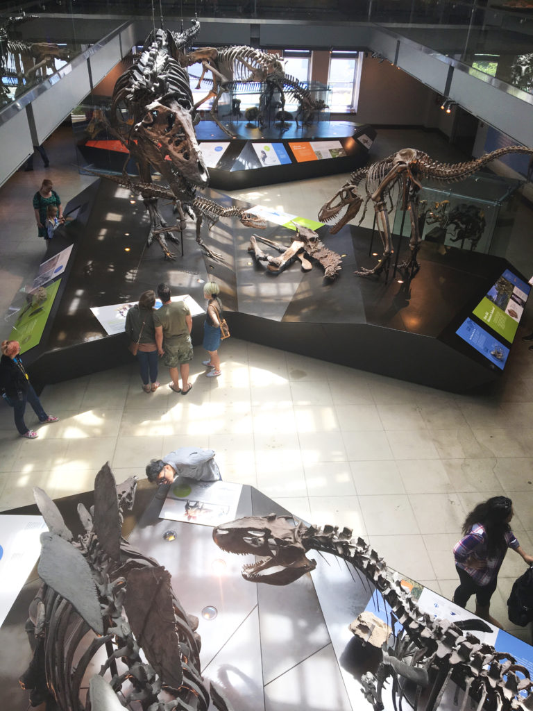 dino fossils from above