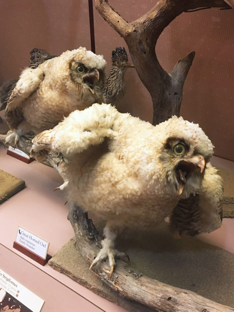 stuffed great horned owls