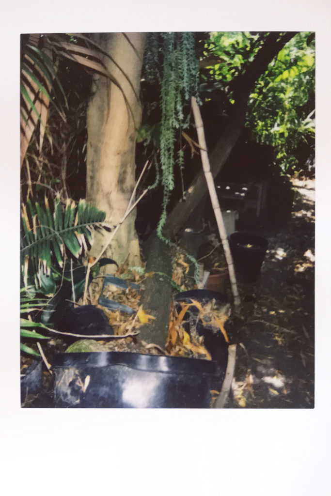 plants spilling out of pots