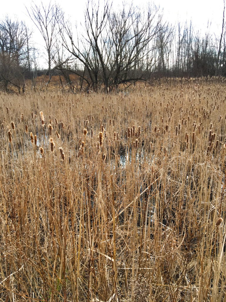 rit fields 