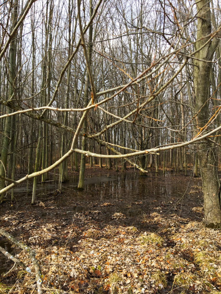 rit branches standing water