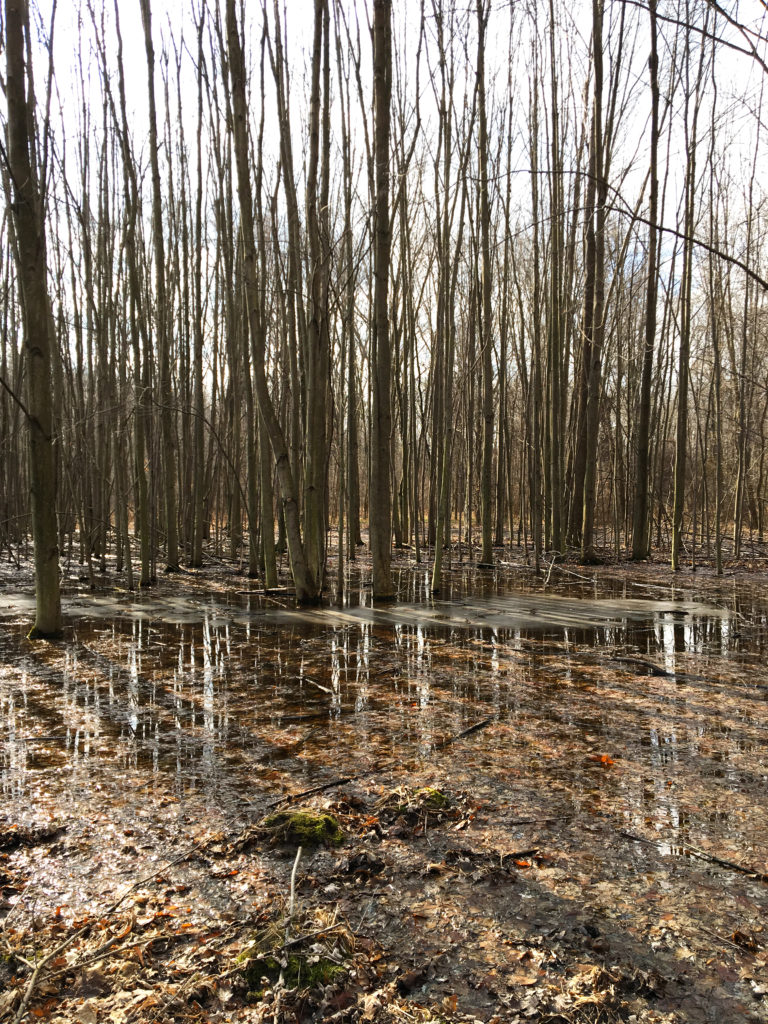 rit swamp