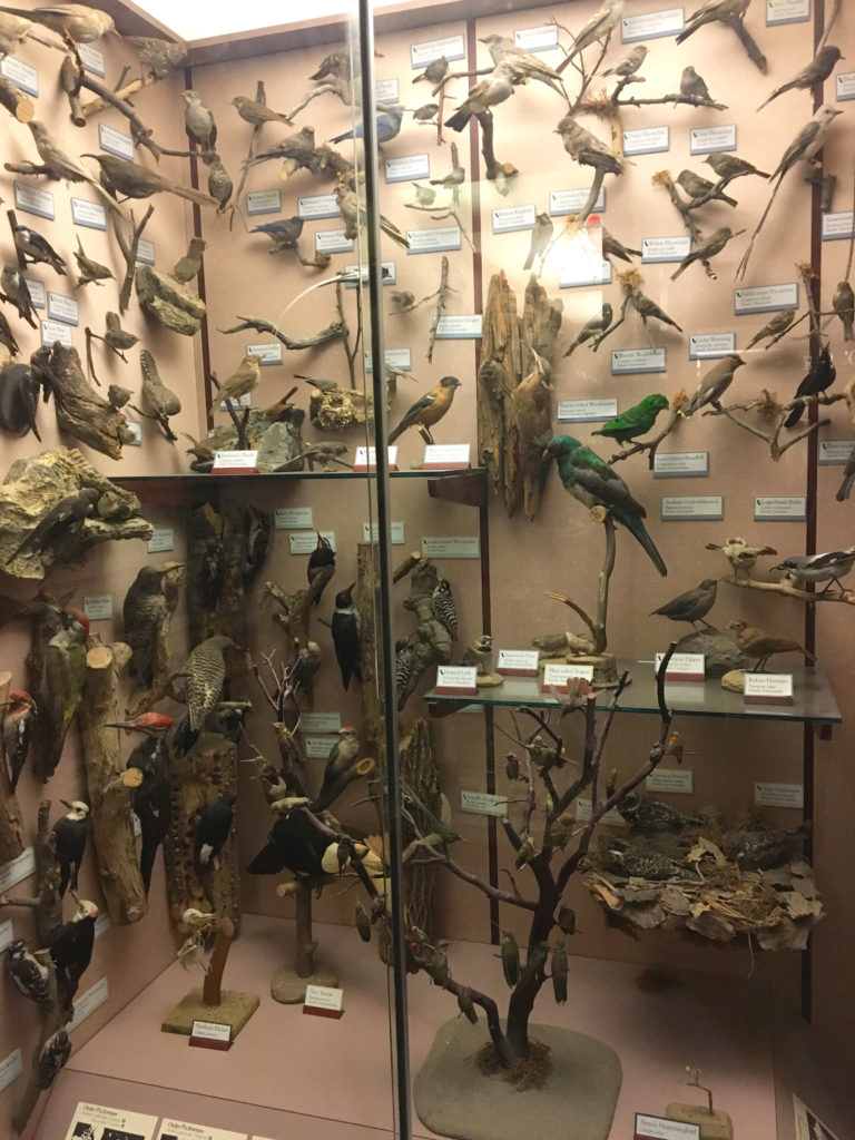 wall of taxidermy birds